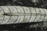 Polished Fossil Orthoceras (Cephalopod) - Morocco #138426-1